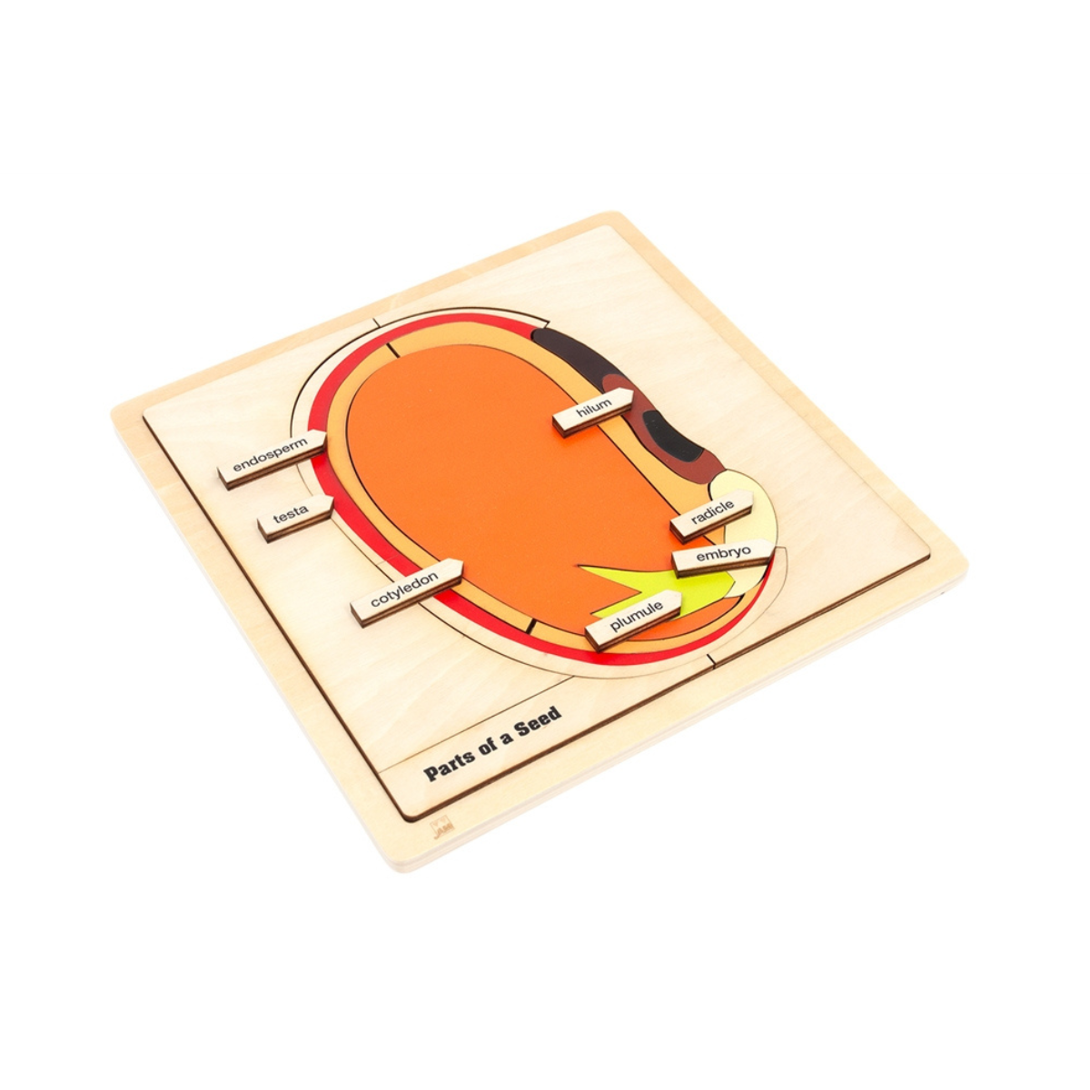 Parts of a Seed Puzzle with Nomenclature Cards 6-9 (Printed)