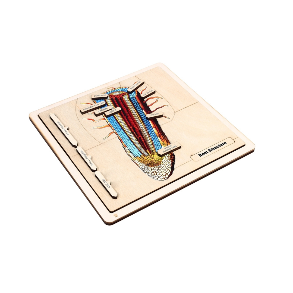The Structure of a Root Puzzle with Nomenclature Cards (Printed) (3-6)