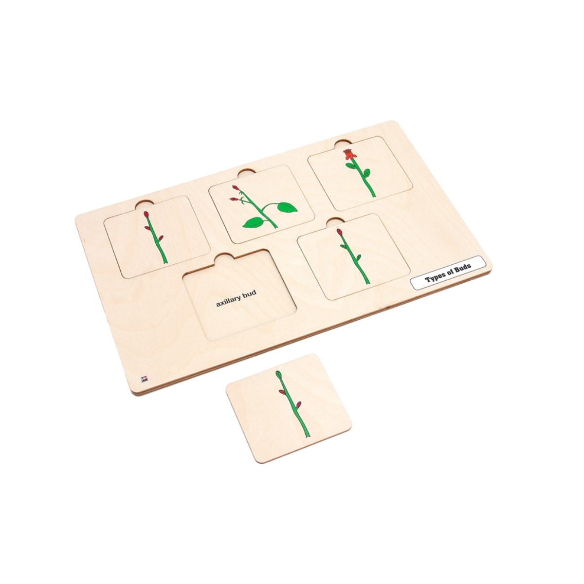 Types of Buds Puzzle