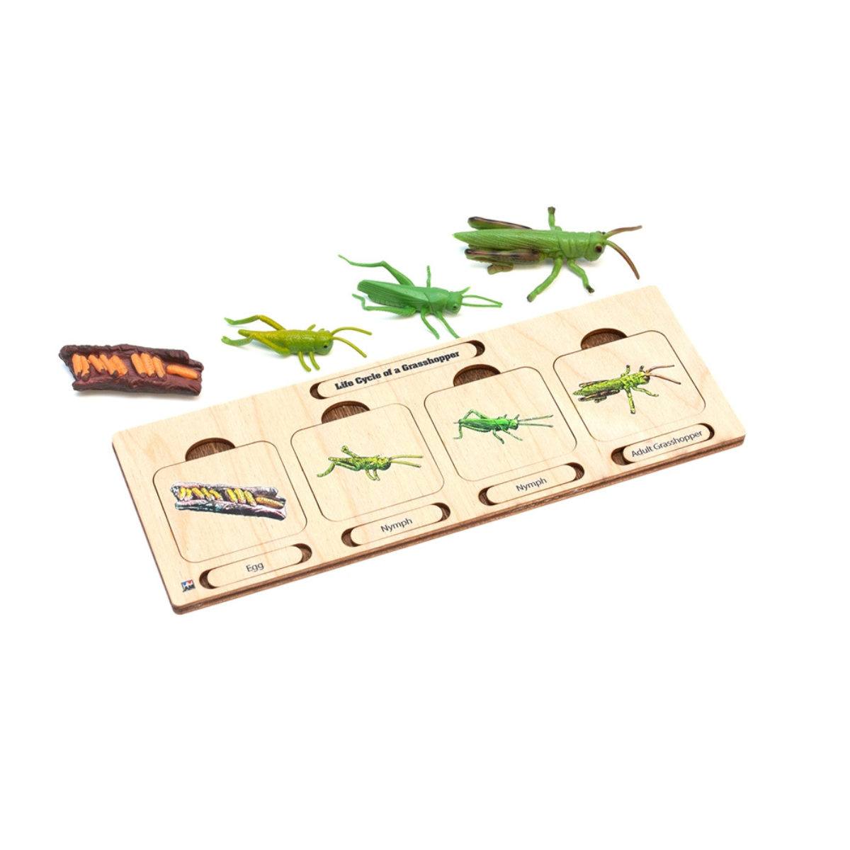 Life Cycle Set: Grasshopper