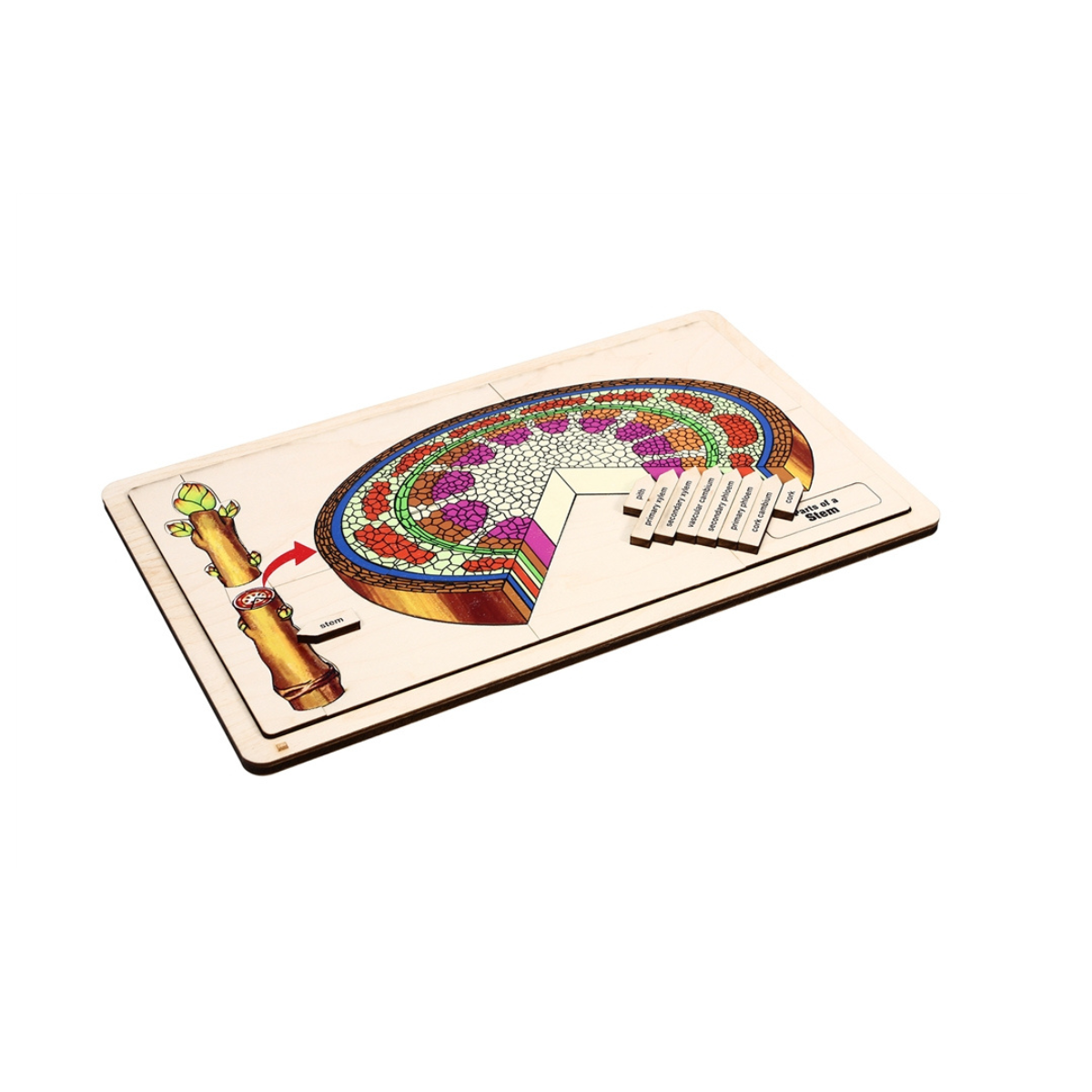 Parts of a Stem Puzzle
