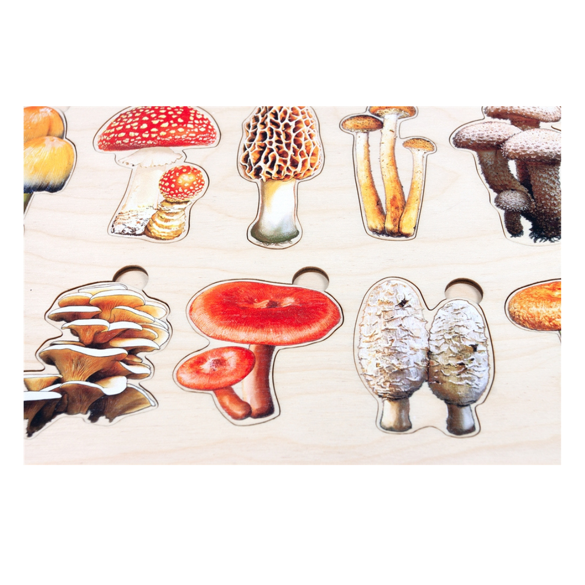 Types of Mushrooms Puzzle