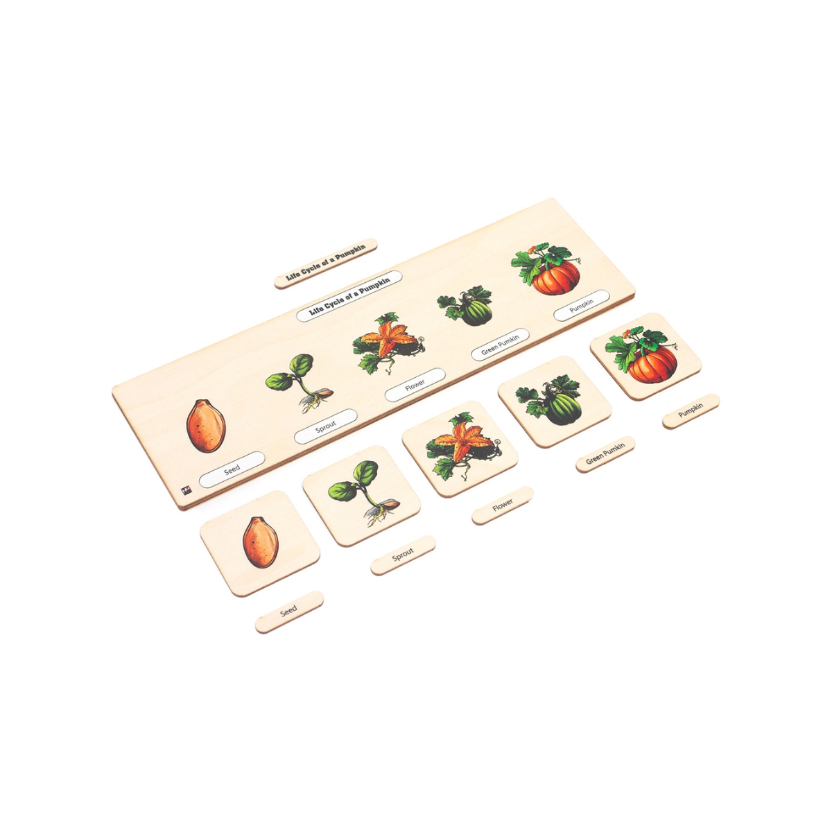 Life Cycle Puzzle: Pumpkin