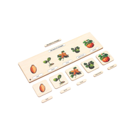 Life Cycle Puzzle: Pumpkin