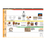 Timeline of Mathematics