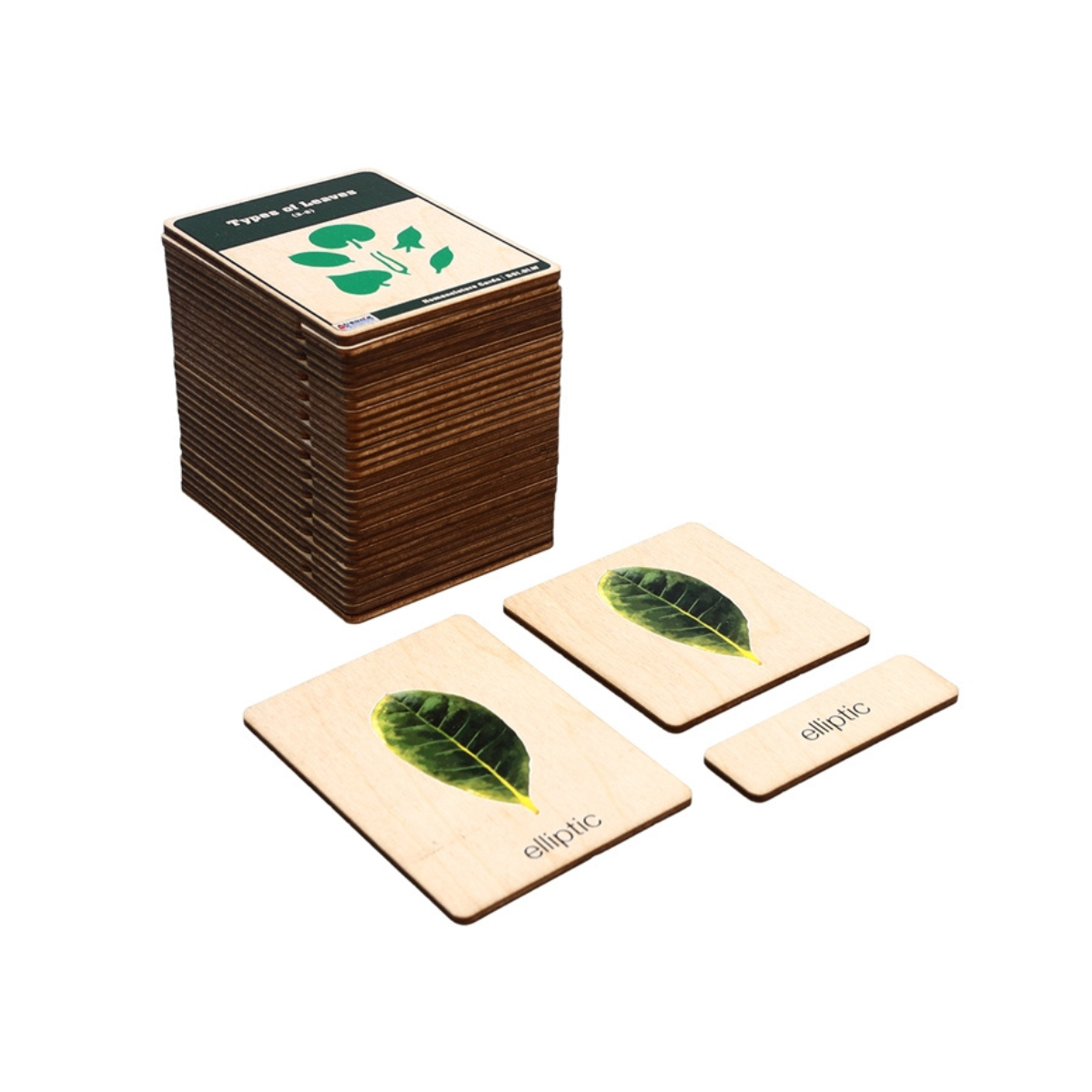 Types of Leaves (Wooden Nomenclature Cards)