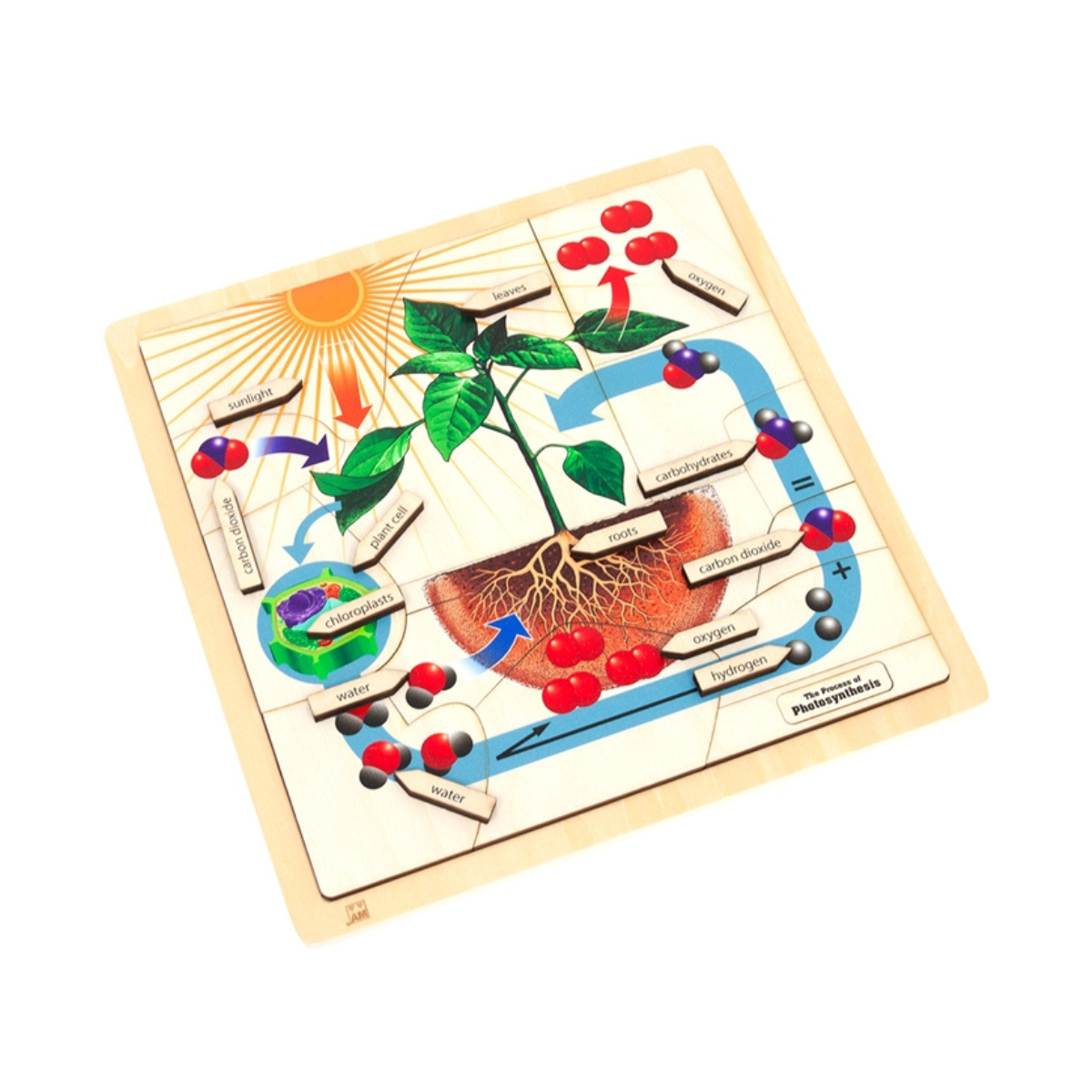 The Process of Photosynthesis Puzzle