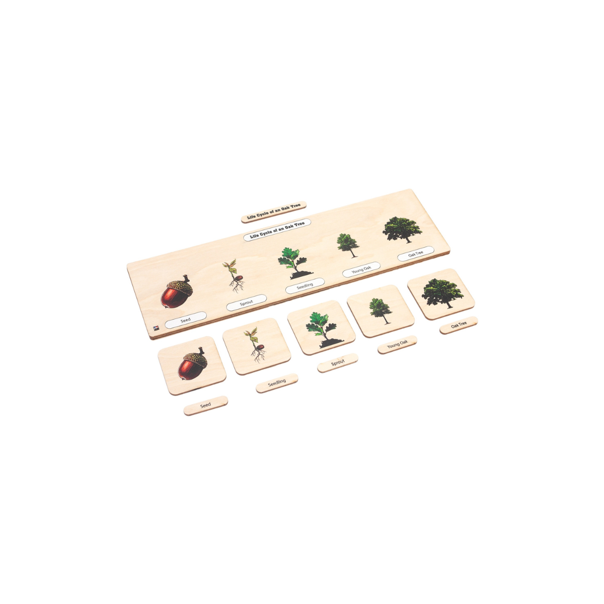 Life Cycle Puzzle: Oak Tree