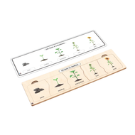 Life Cycle Puzzle: Sunflower