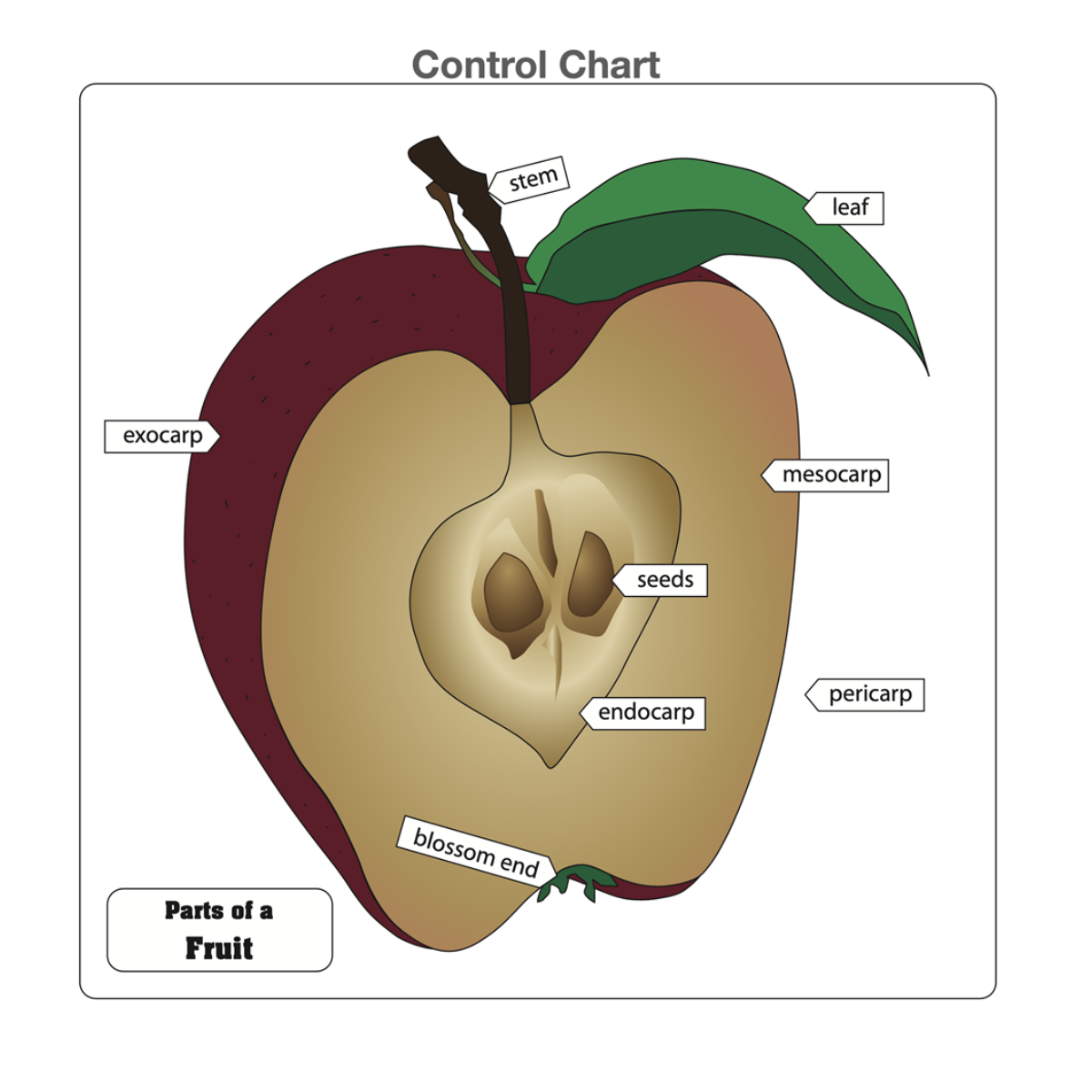 Parts of a Fruit Puzzle