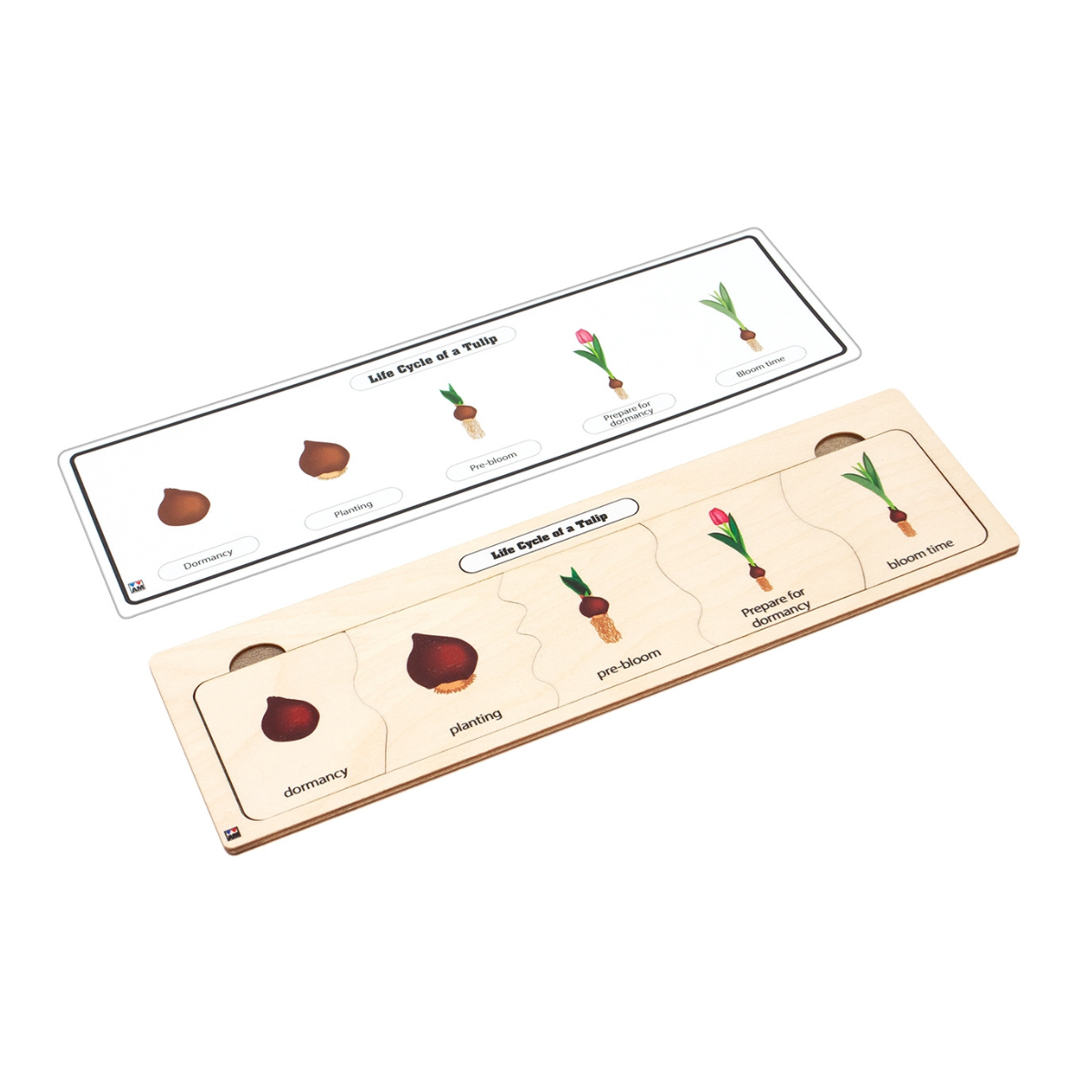 Life Cycle Puzzle: Tulip
