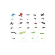 Object to Picture Matching: Insects