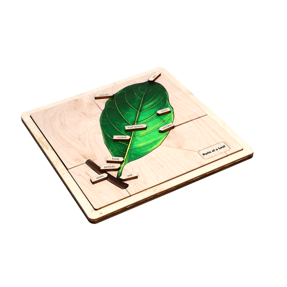 Parts of a Leaf Puzzle with Nomenclature Cards (Printed) (3-6)