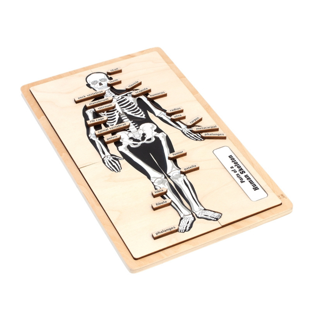 Parts of a Human Skeleton Puzzle