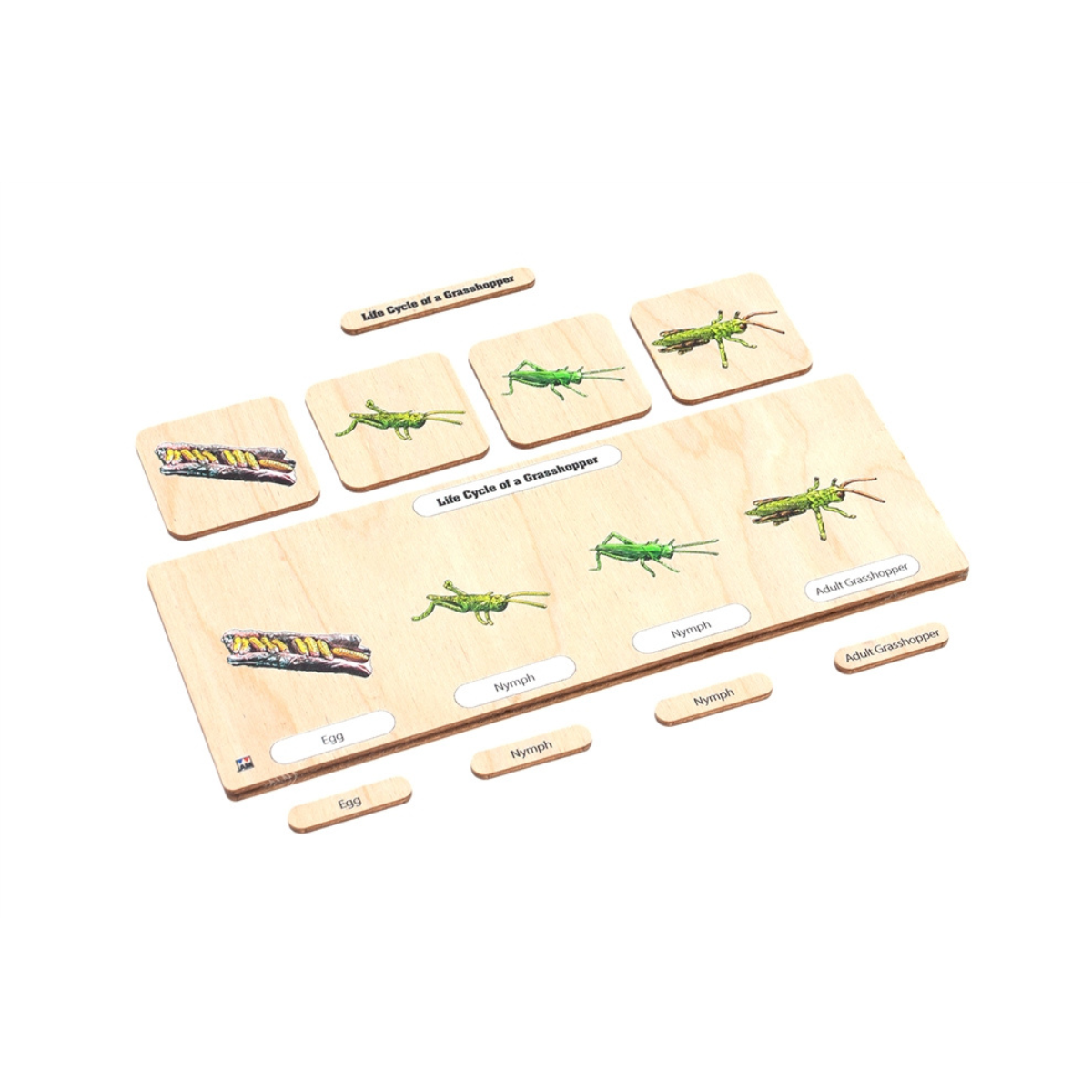 Life Cycle Puzzle: Grasshopper
