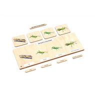 Life Cycle Puzzle: Grasshopper