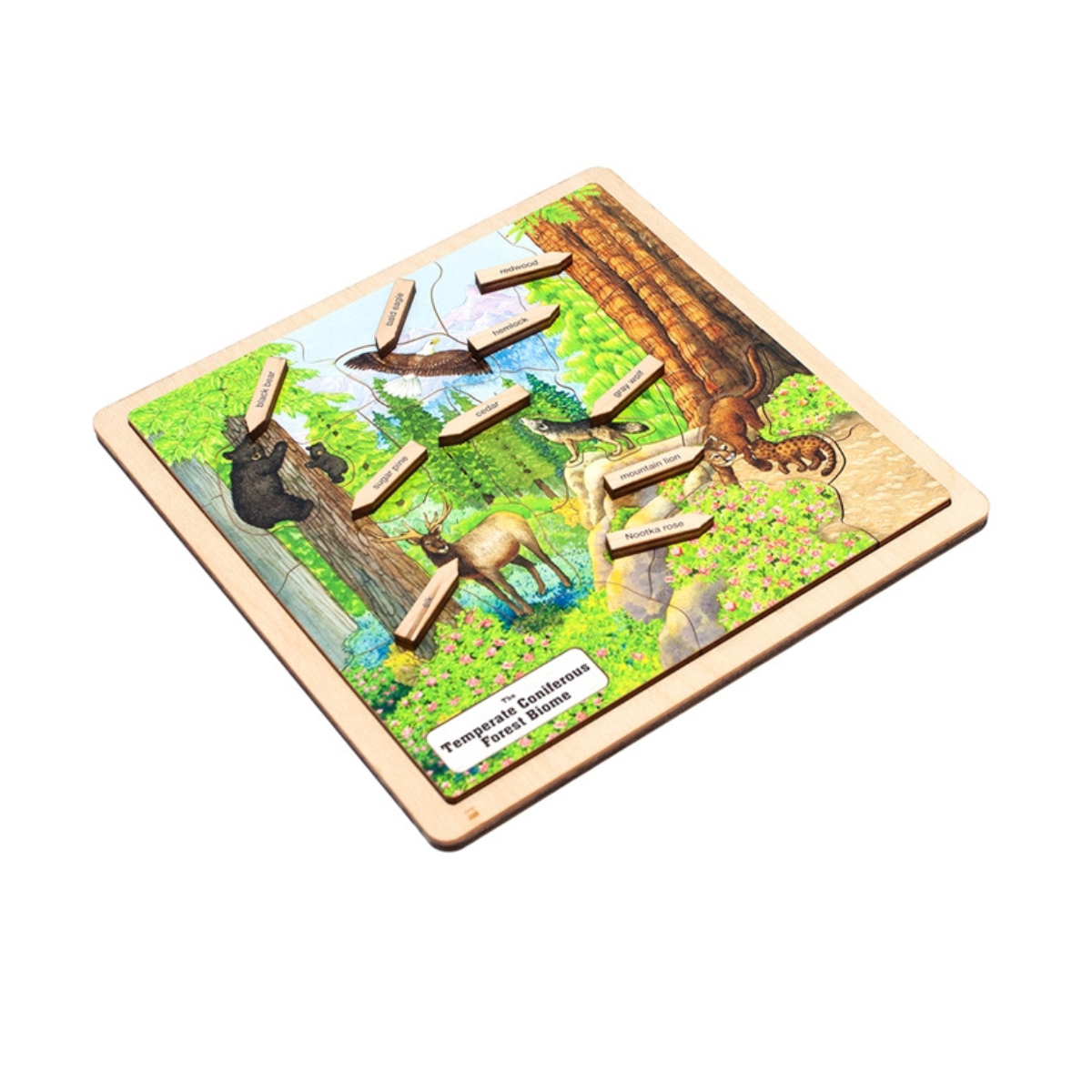 Temperate Coniferous Forest Biome Puzzle