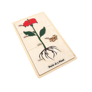 Part of a Plant Puzzle with Nomenclature Cards 6-9 (Printed)