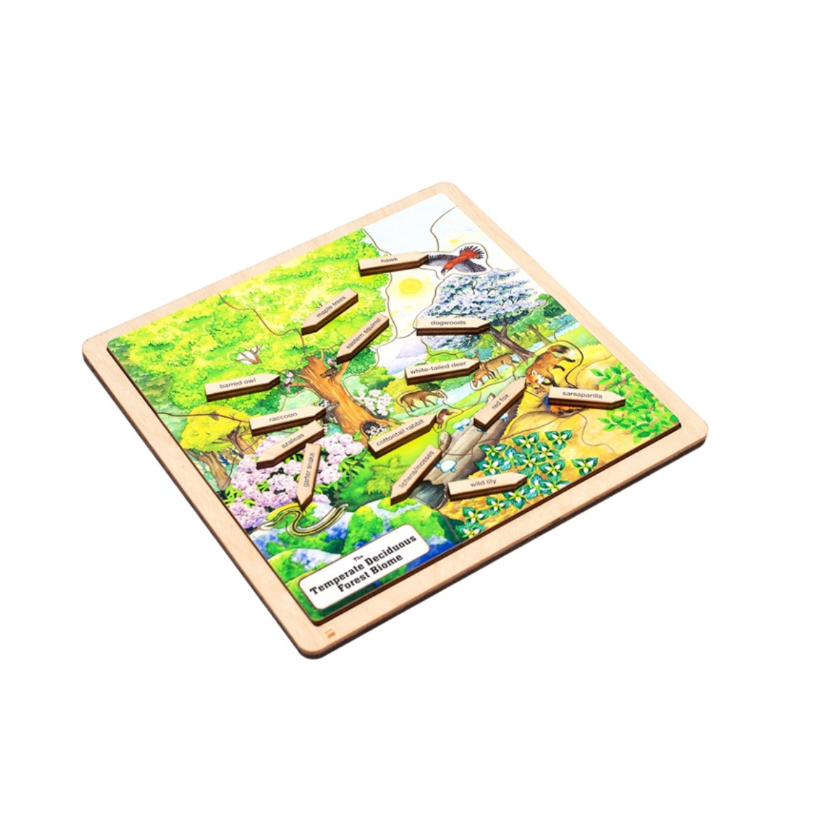 Temperate Deciduous Forest Biome Puzzle