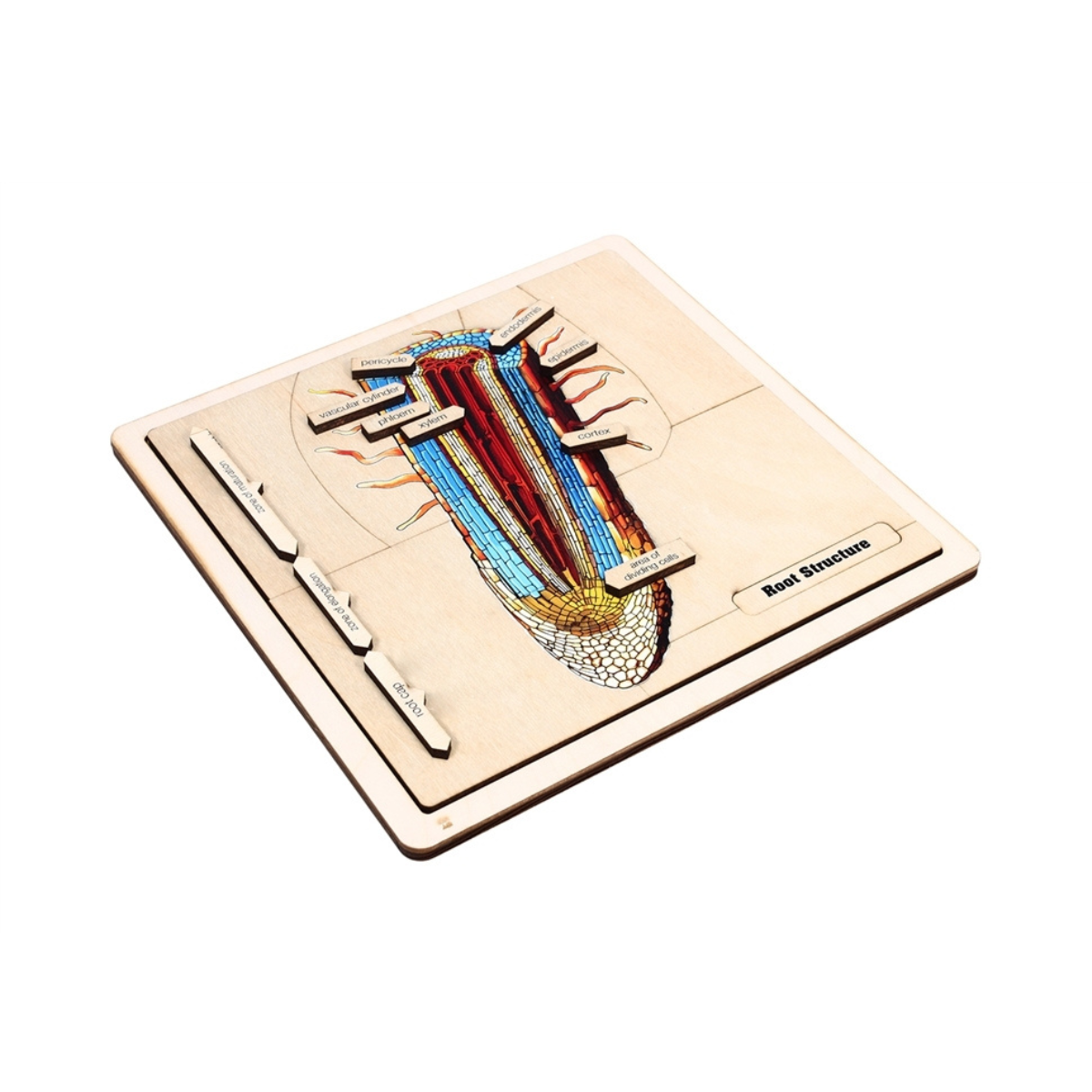 The Structure of a Root Puzzle