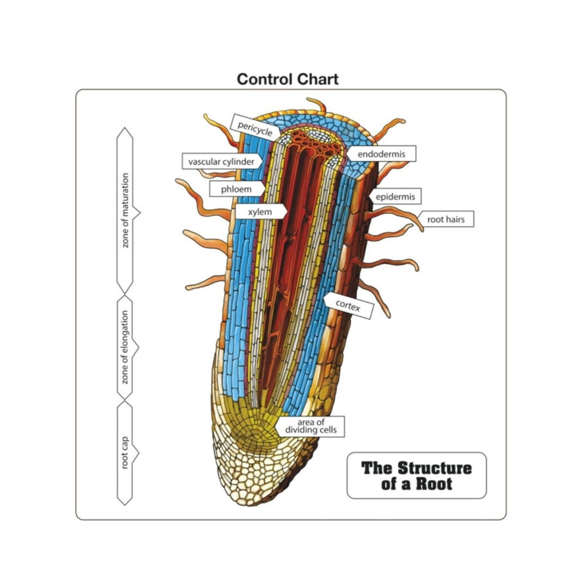 The Structure of a Root Puzzle with Nomenclature Cards (Printed) (6-9)