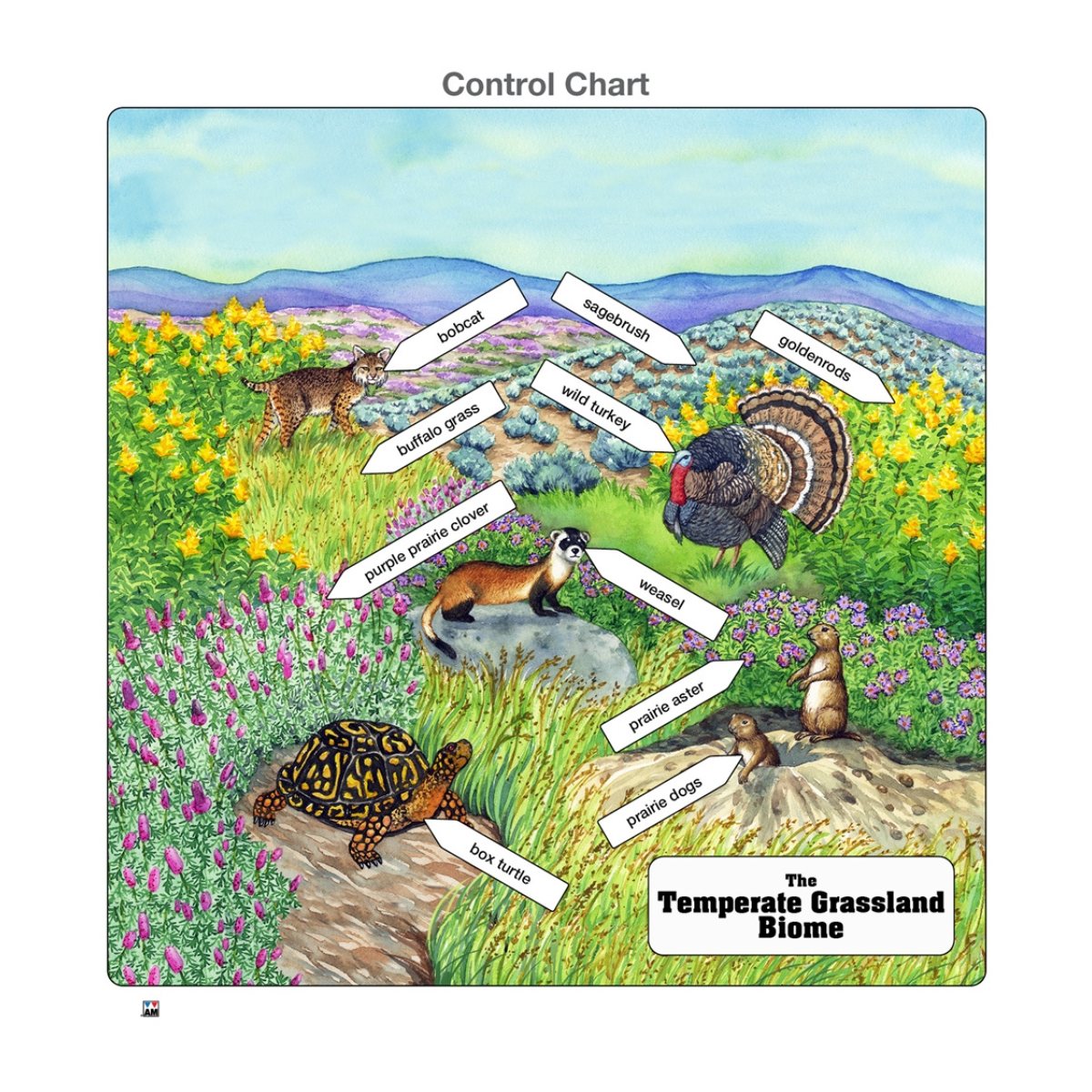 Temperate Grassland Biome Puzzle
