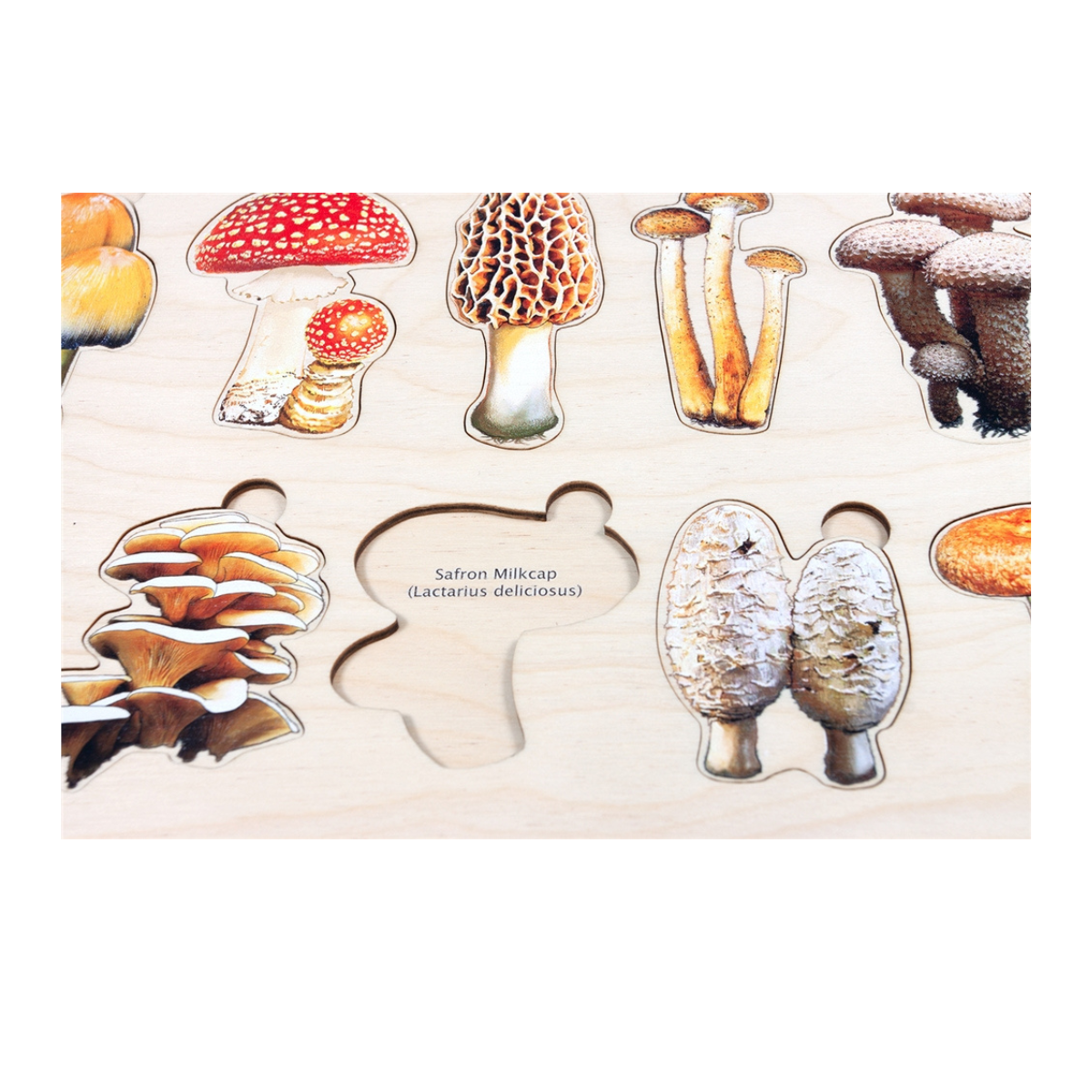 Types of Mushrooms Puzzle