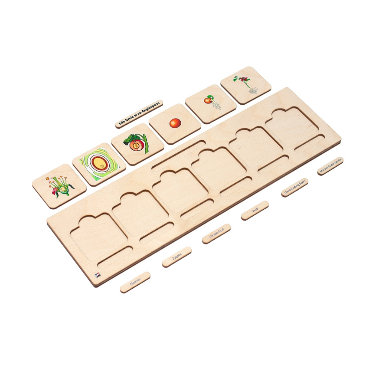 Life Cycle Puzzle: Angiosperm