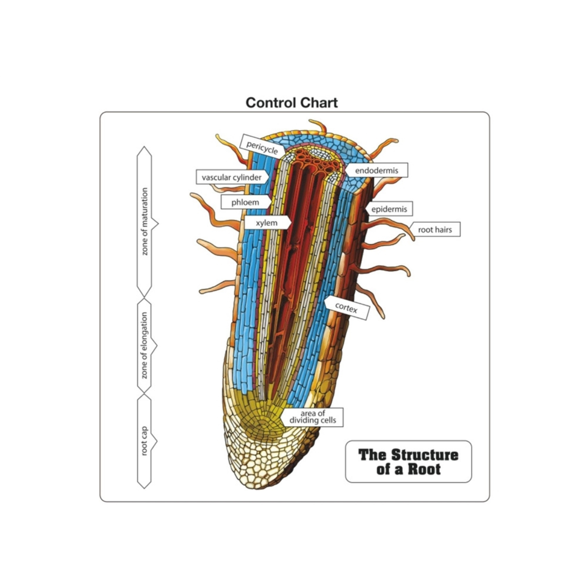 The Structure of a Root Puzzle with Nomenclature Cards (Printed) (3-6)