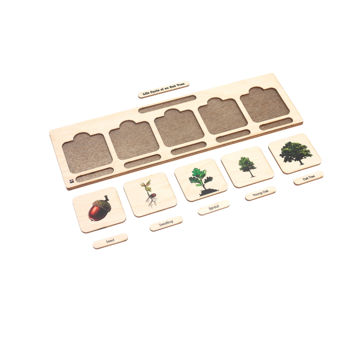 Life Cycle Puzzle: Oak Tree