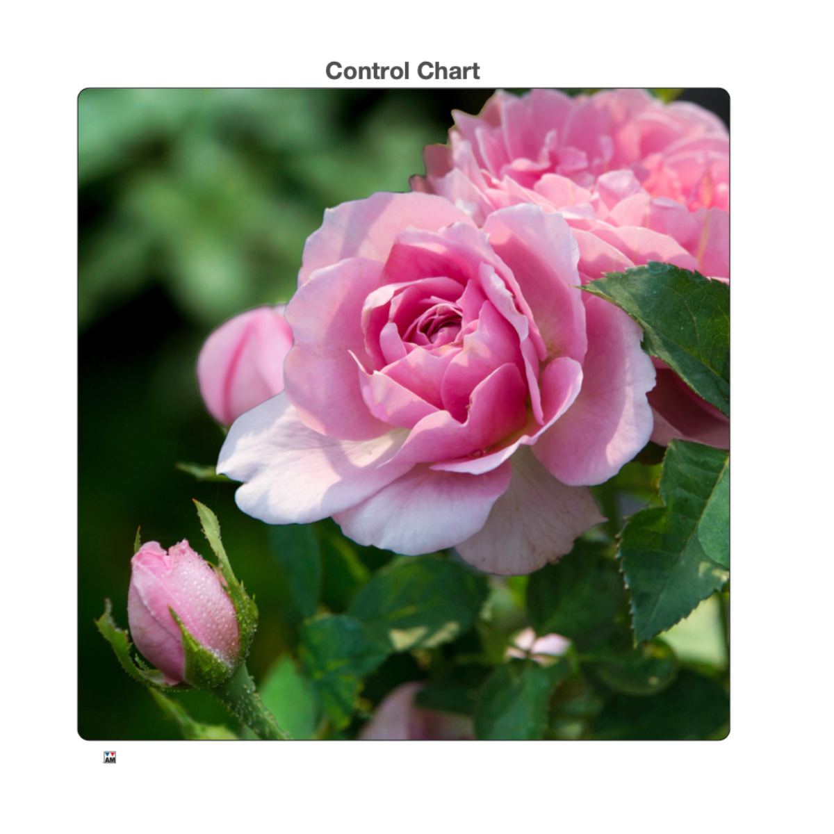 Rose - Jigsaw Puzzle