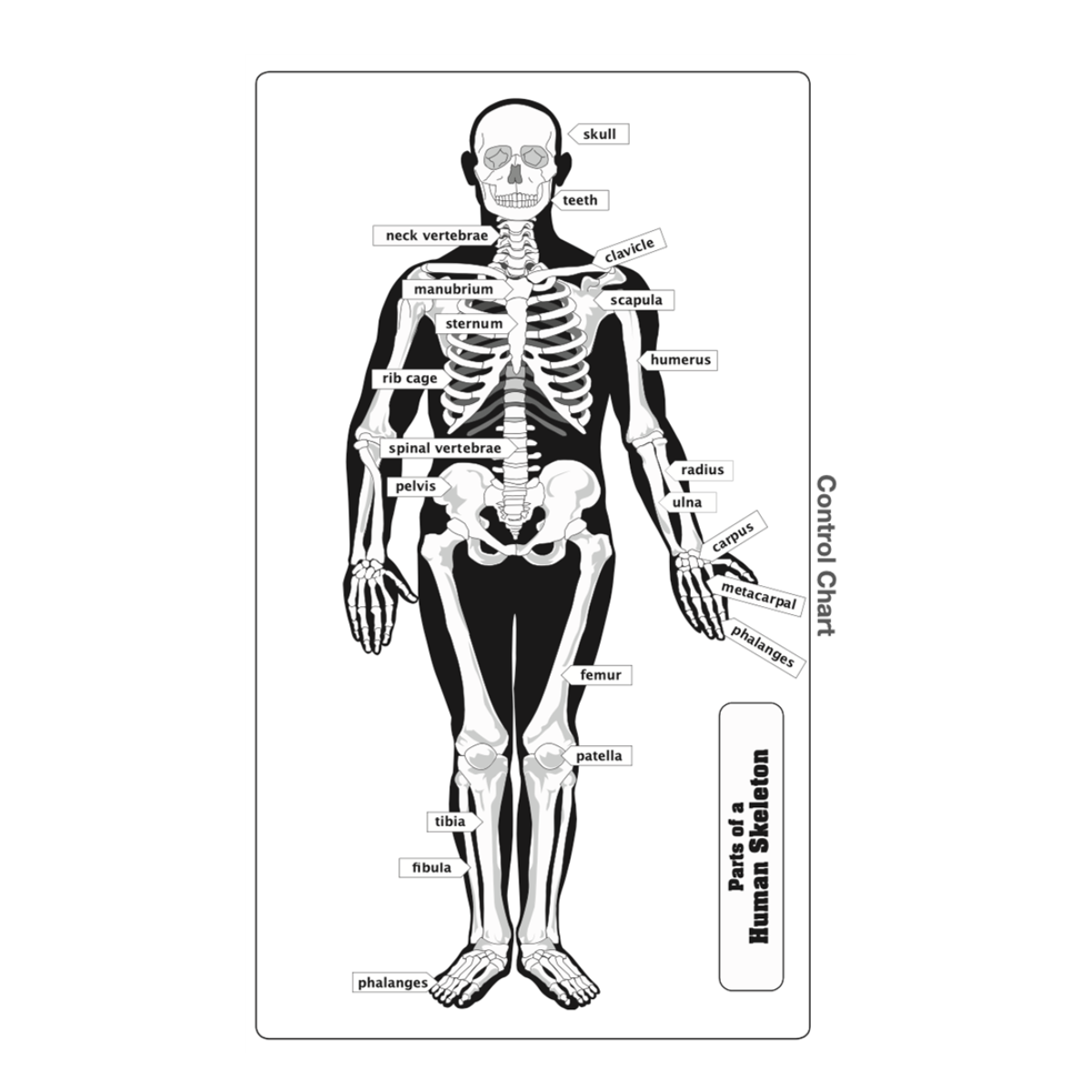 Parts of a Human Skeleton Puzzle