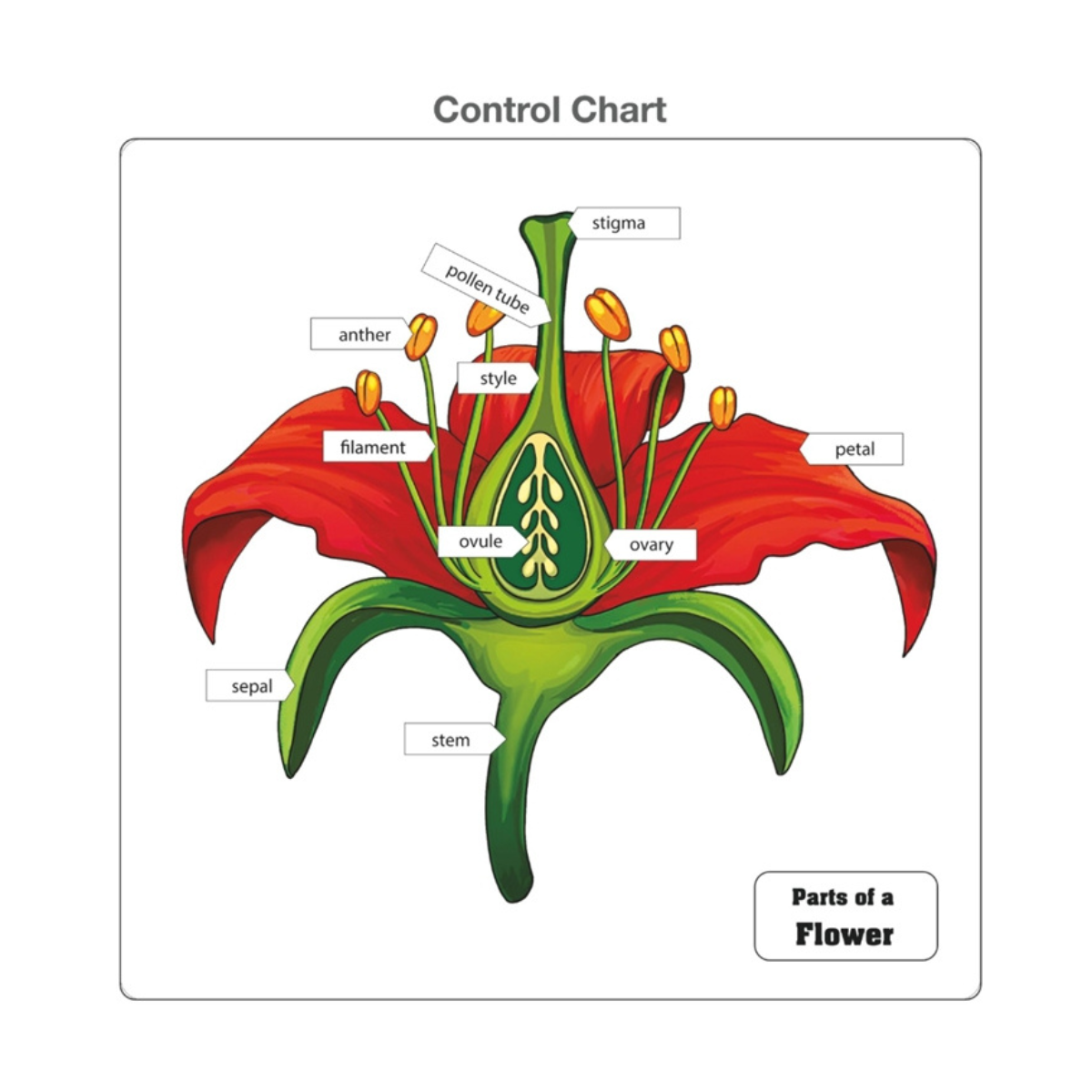 Parts of a Flower Puzzle