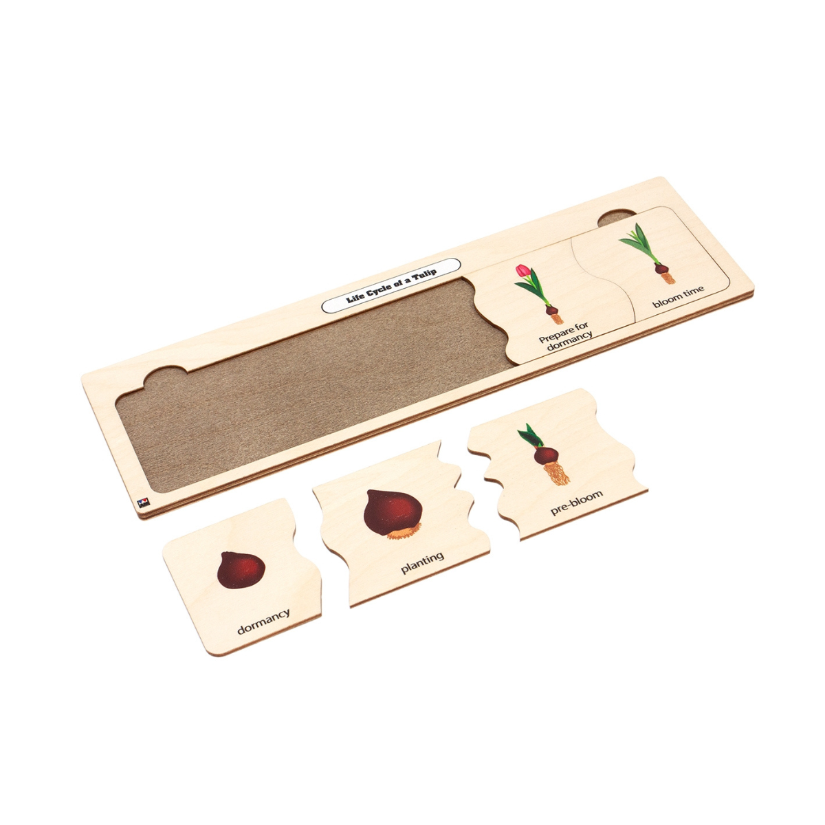Life Cycle Puzzle: Tulip