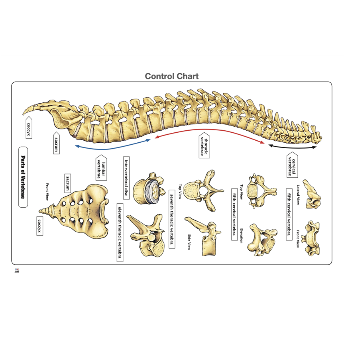 Parts of a Vertebrae Puzzle