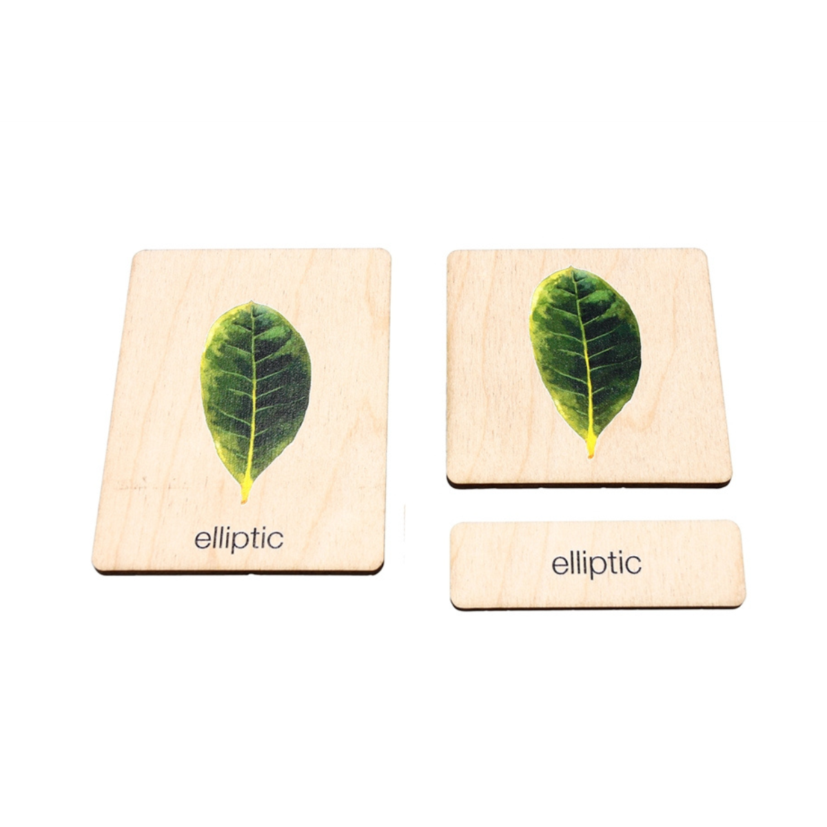 Types of Leaves (Wooden Nomenclature Cards)