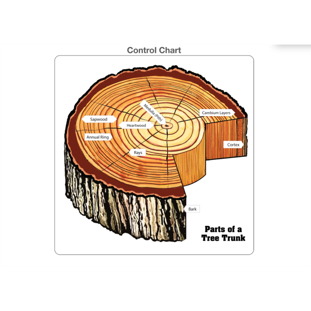 Parts of a Tree Trunk Puzzle with Nomenclature Cards 3-6