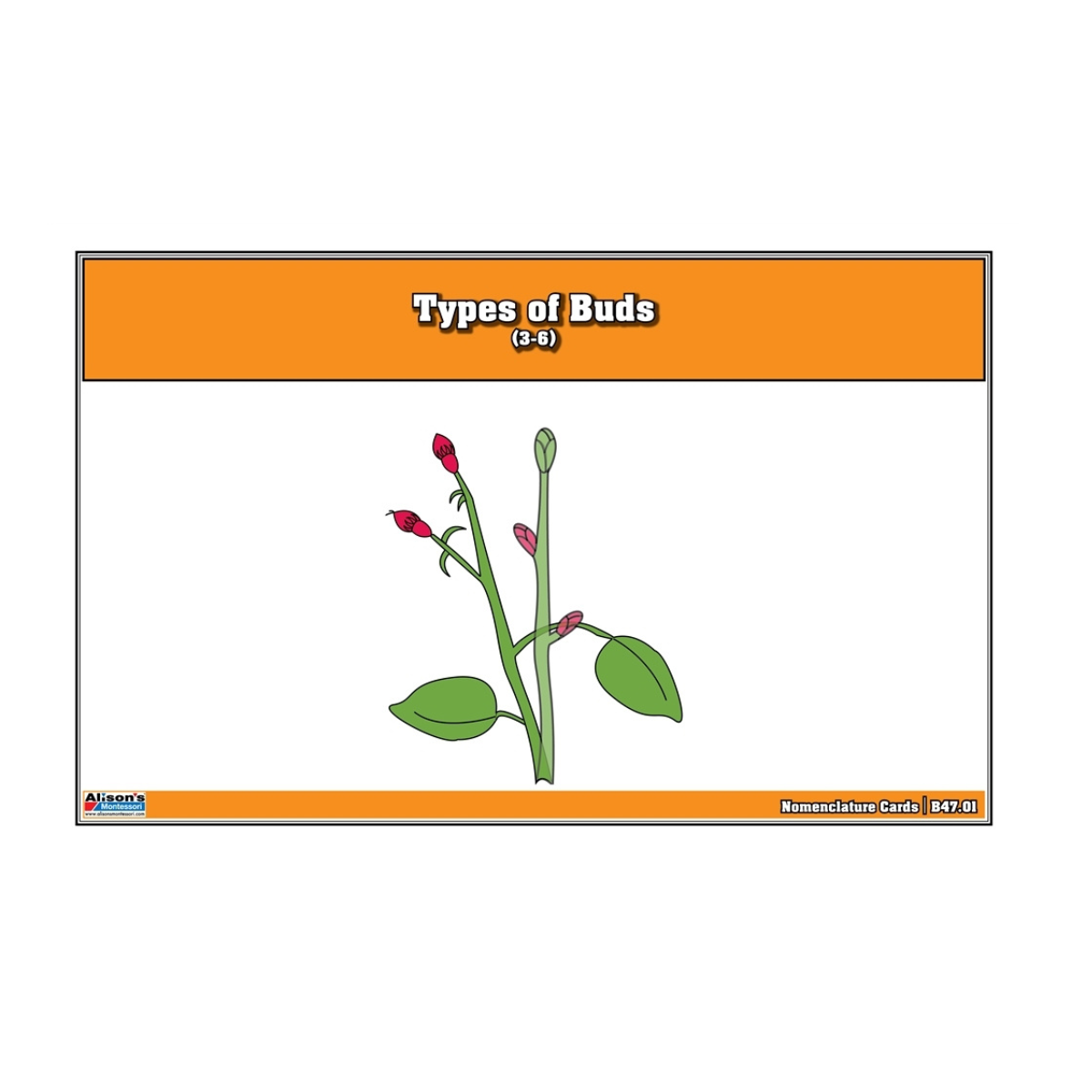 Types of Buds Puzzle with Nomenclature Cards 3-6 (Printed)