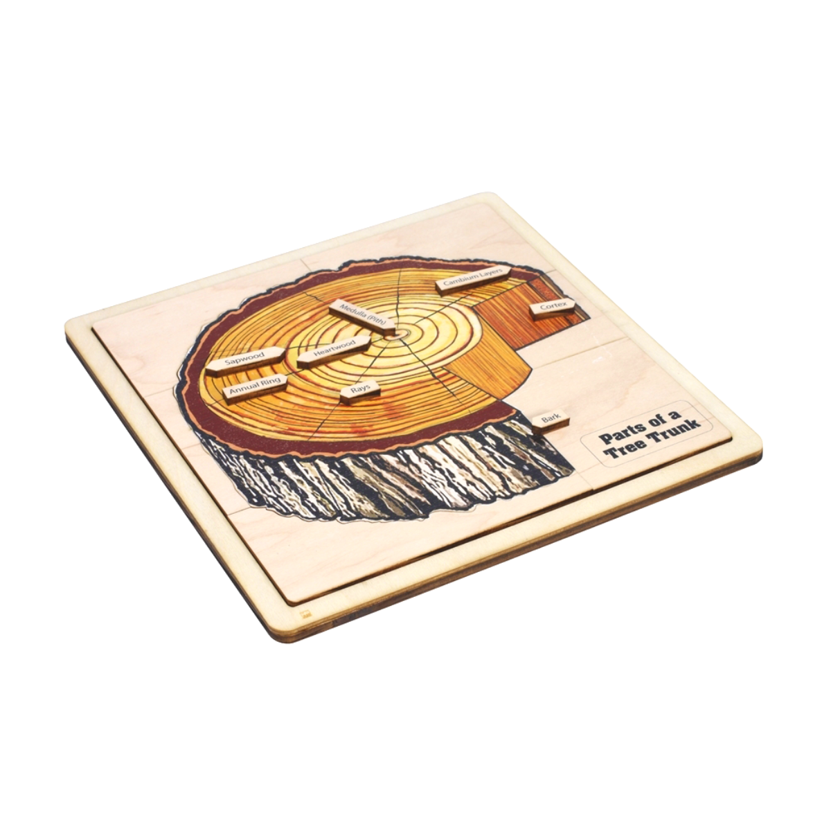 Parts of a Tree Trunk Puzzle with Nomenclature Cards 6-9