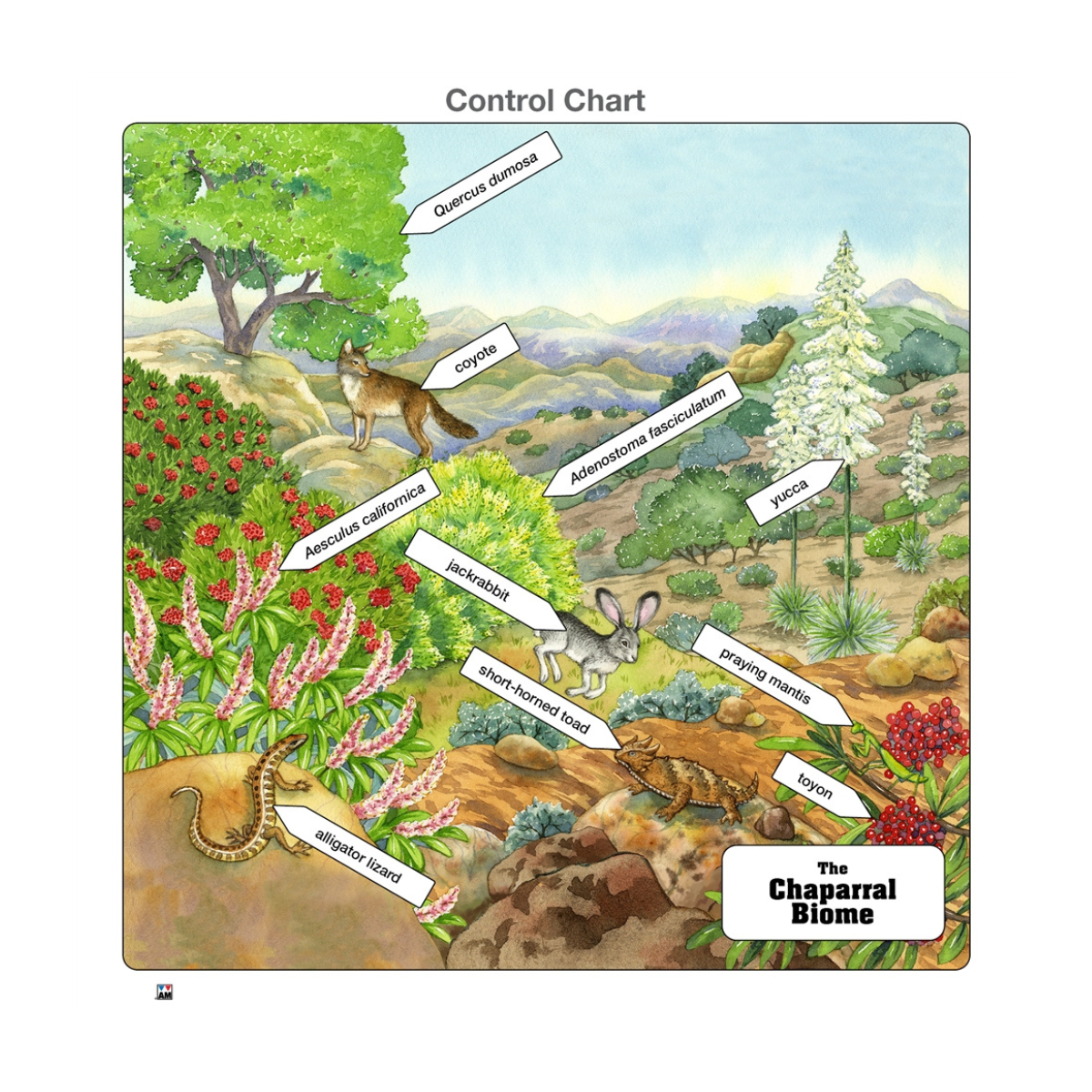 Chaparral Biome Puzzle