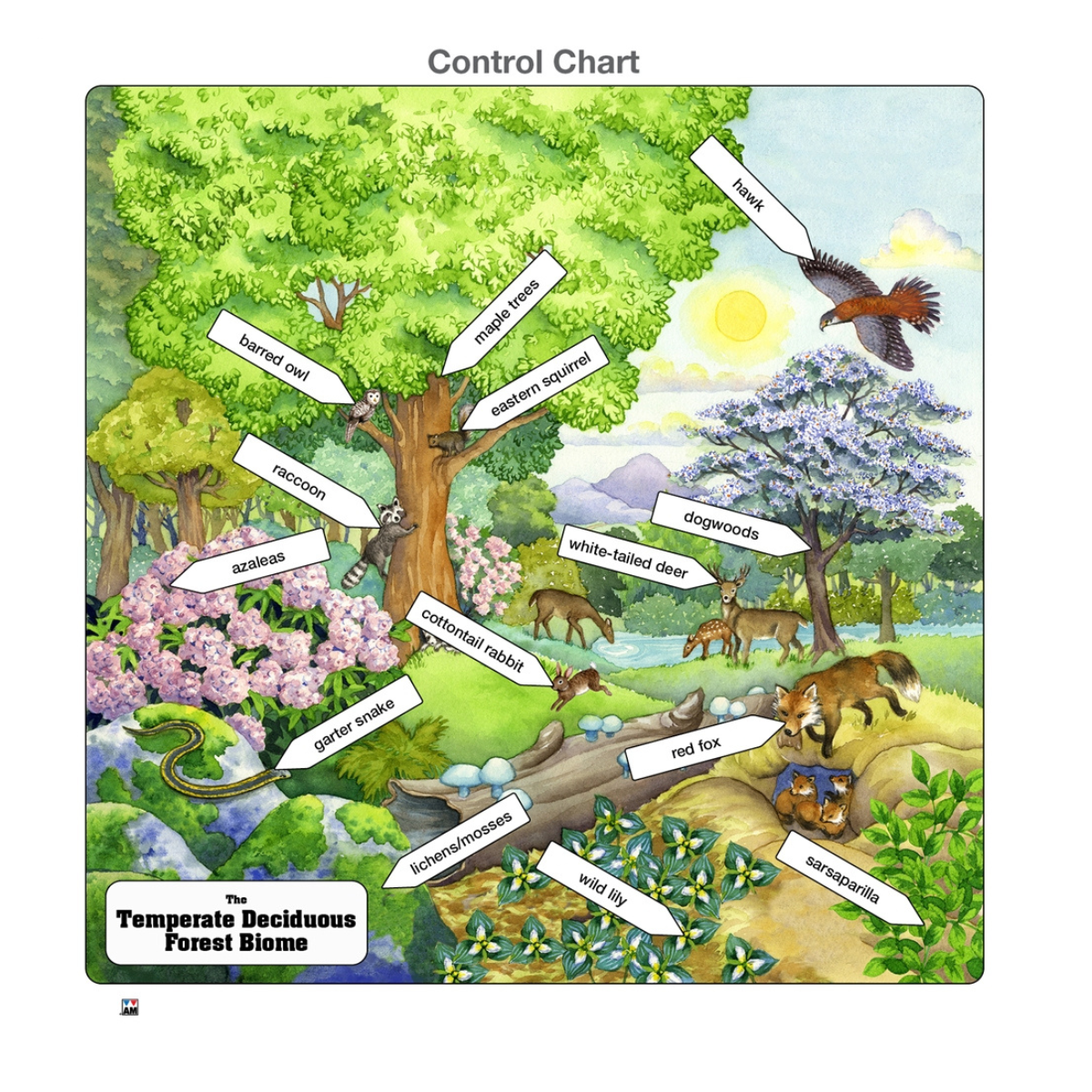 Temperate Deciduous Forest Biome Puzzle