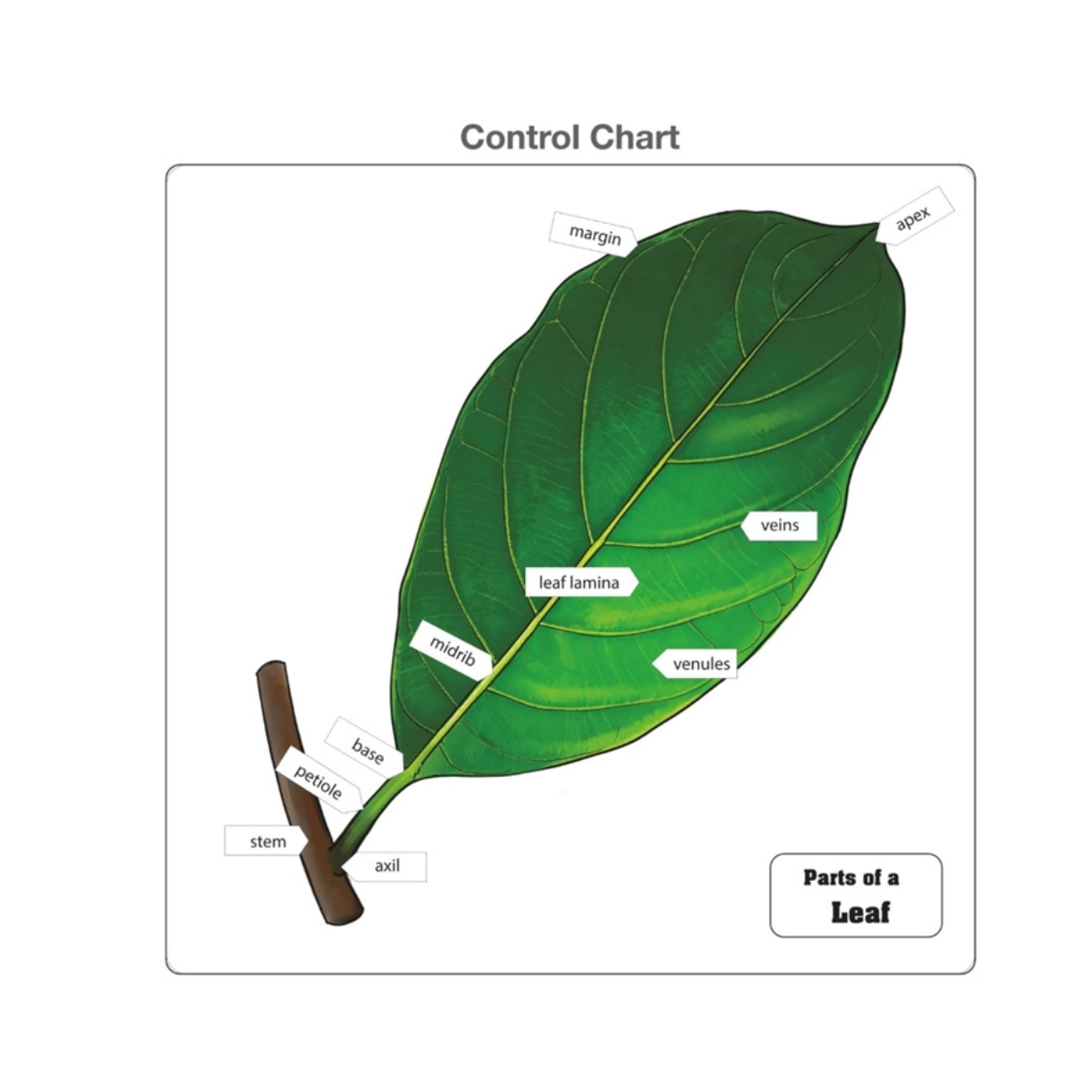 Parts of a Leaf Puzzle