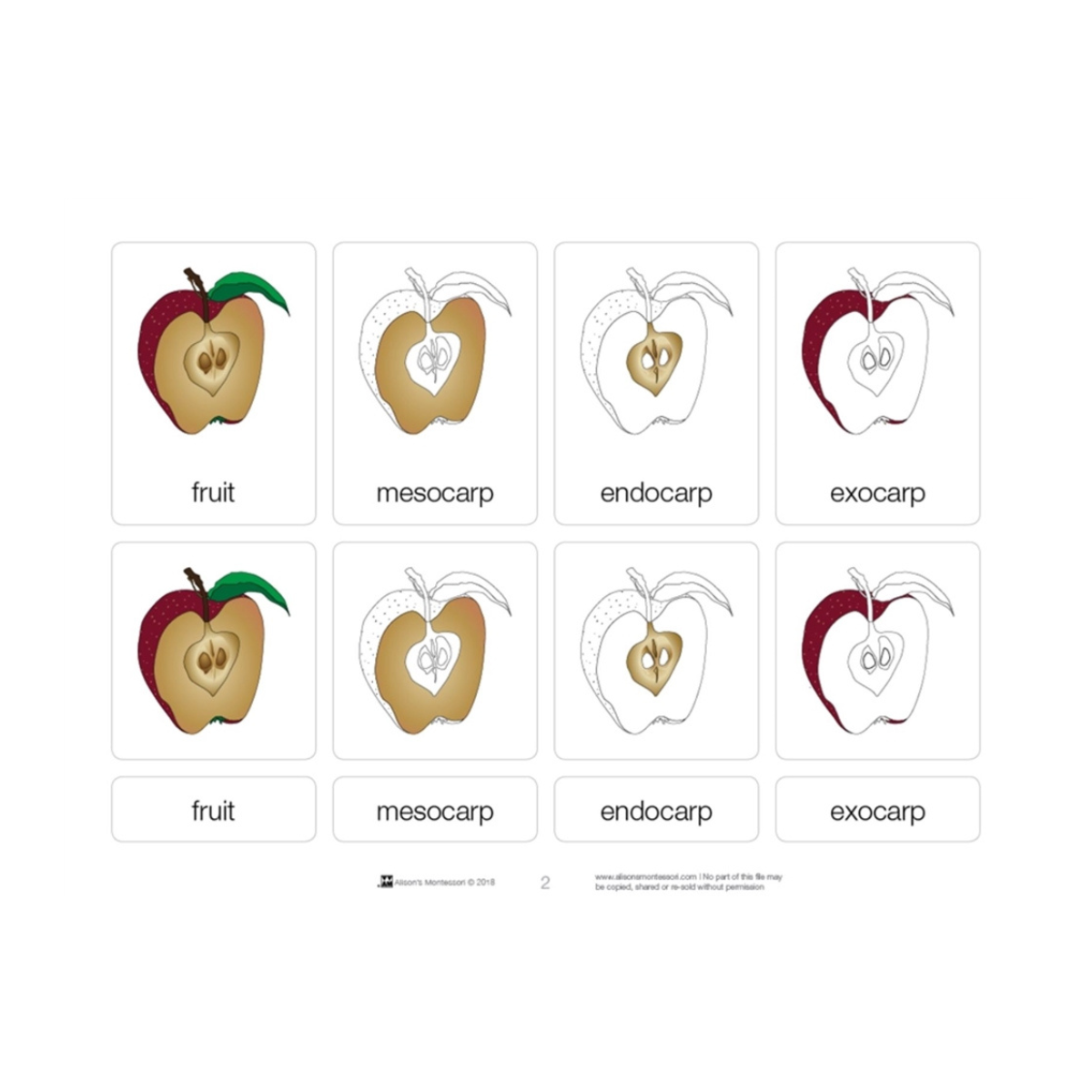 Parts of a Fruit Puzzle with Nomenclature Cards (3-6)