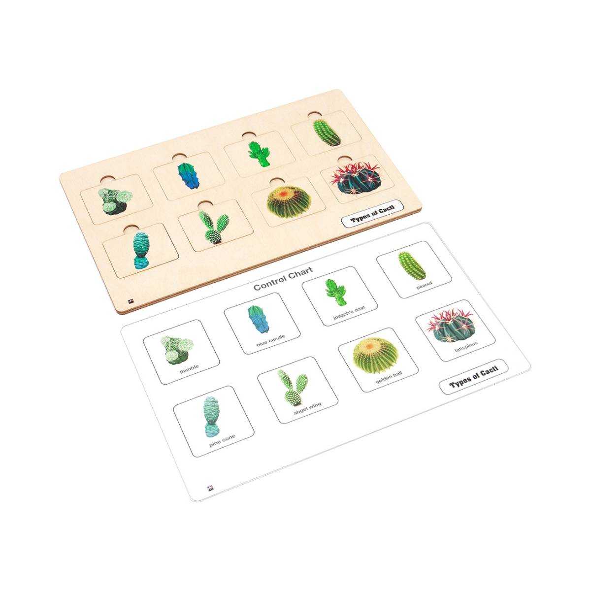 Types of Cacti Puzzle