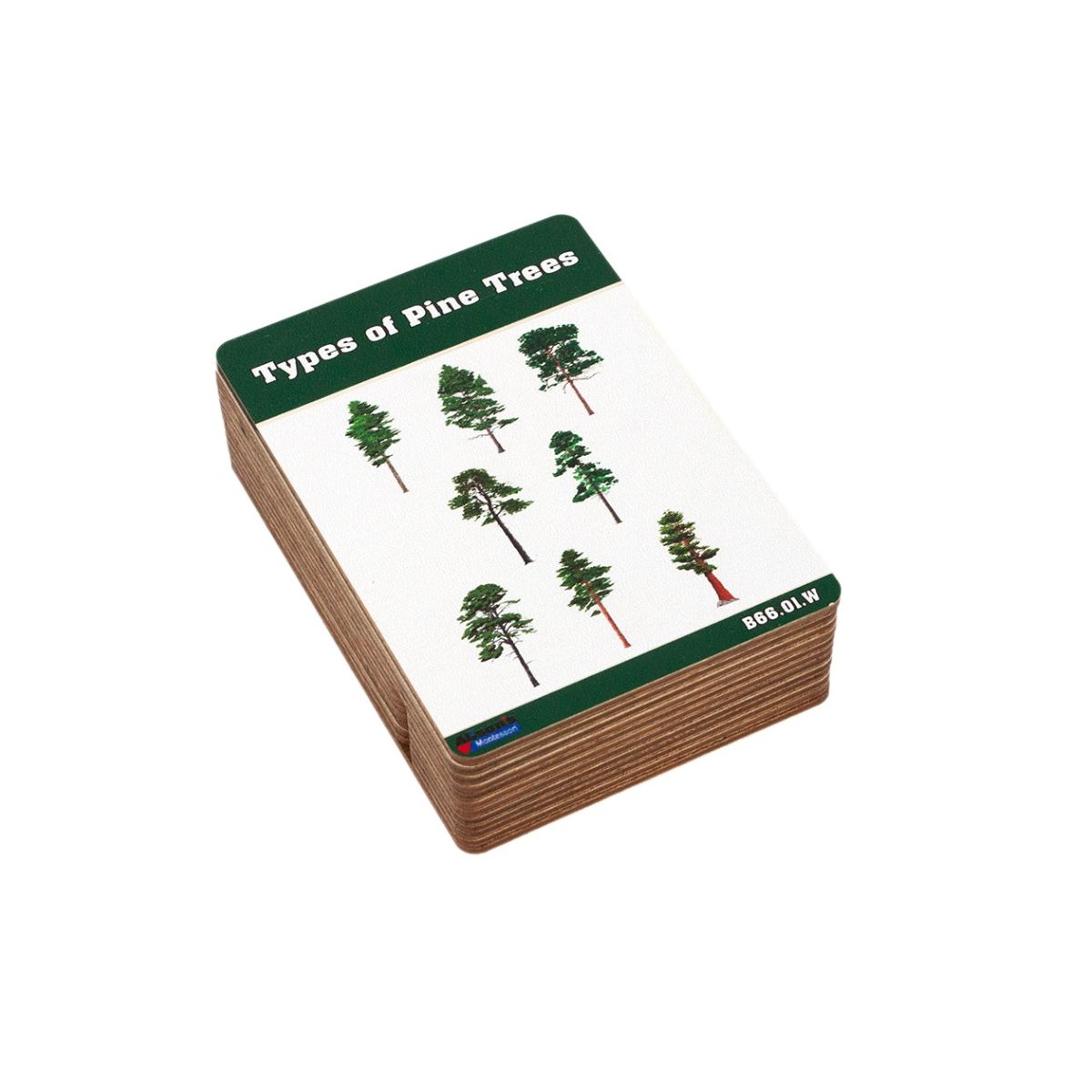 Types of Pine Trees Wooden Nomenclature Cards (3-6)