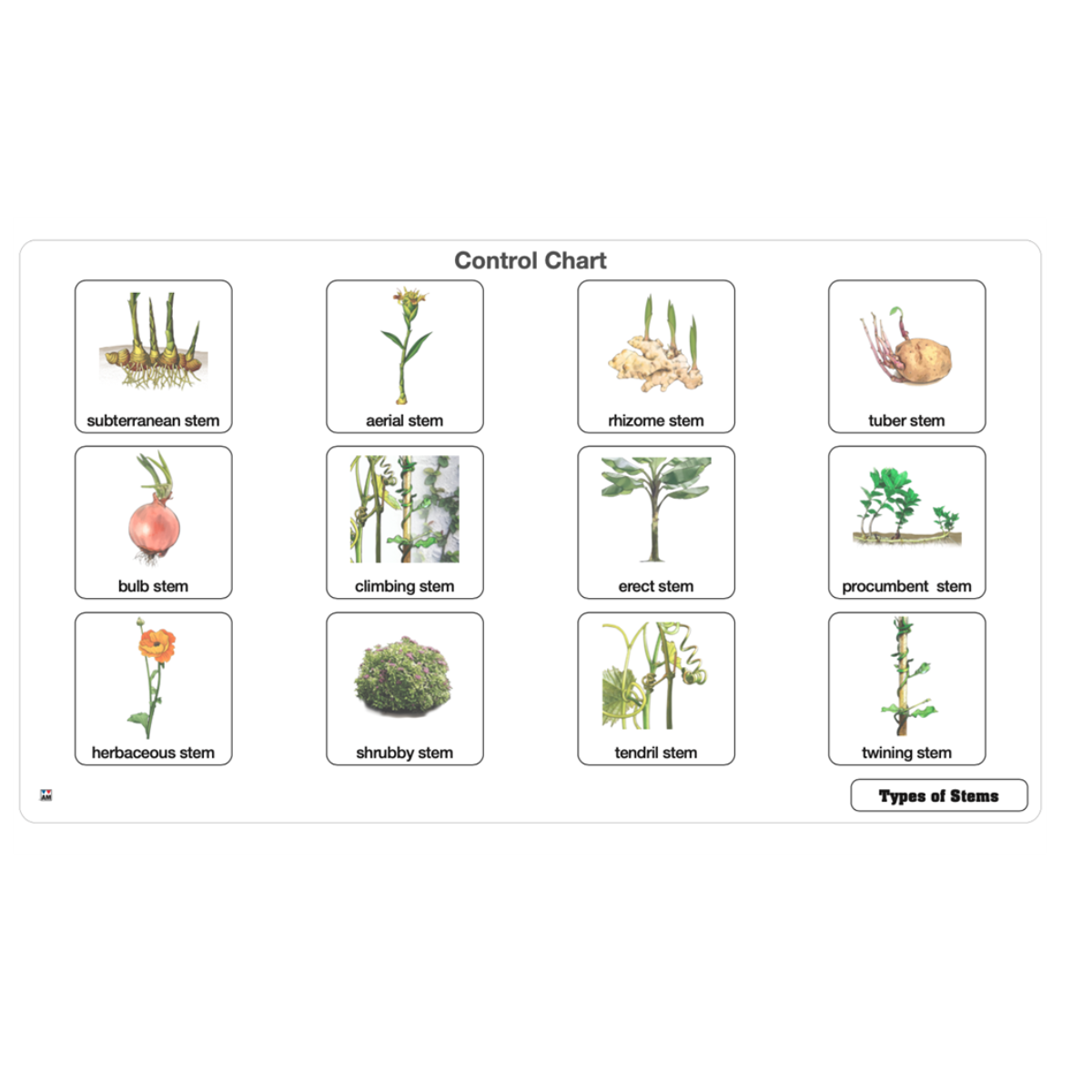 Types of Stems Puzzle