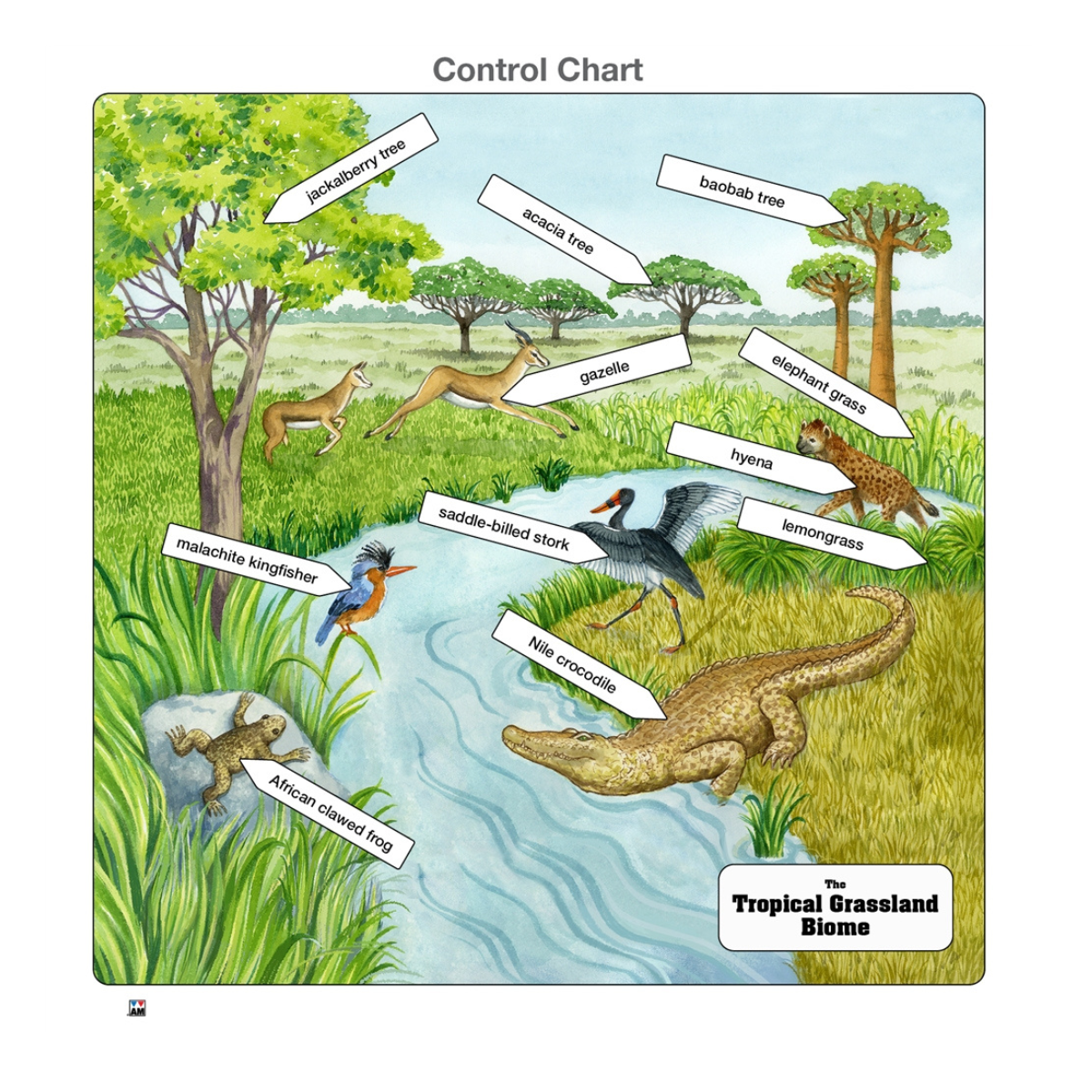 Tropical Grassland Biome Puzzle