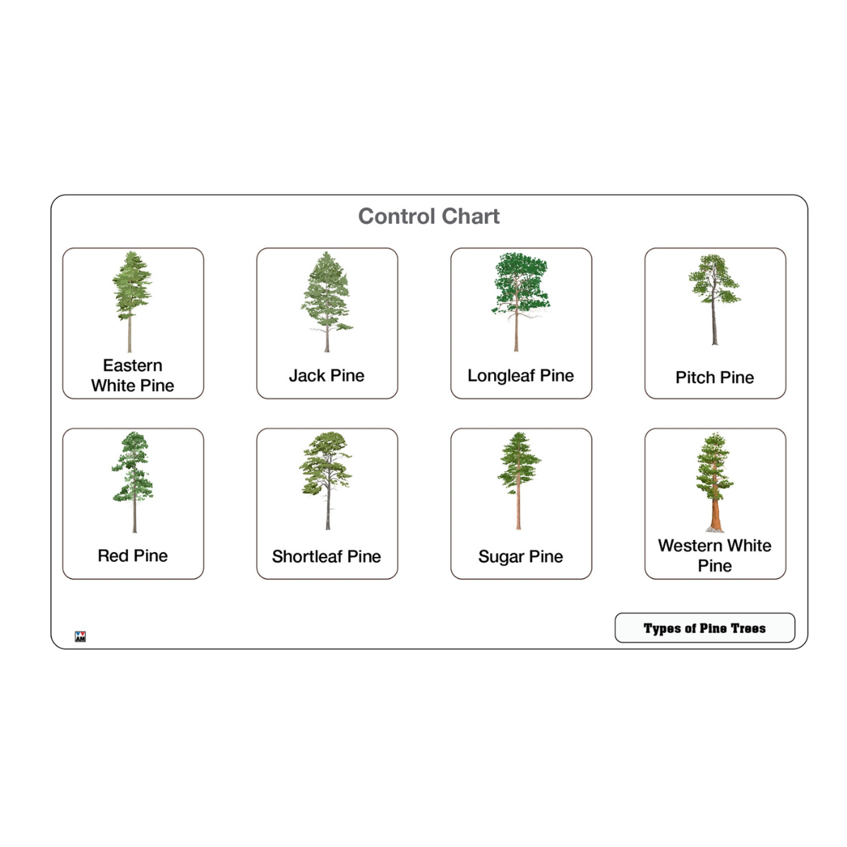 Types of Pine Trees Puzzle