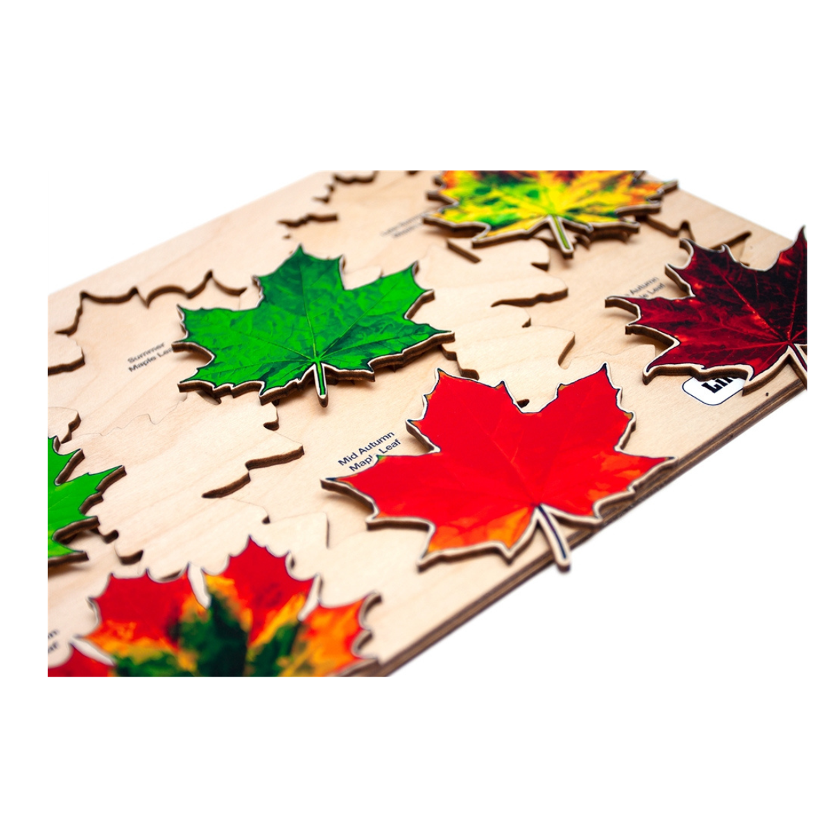 Life of a Maple Leaf Puzzle