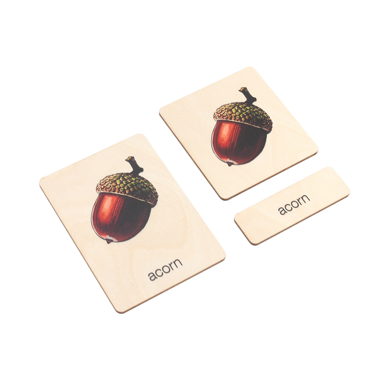 Parts of an Acorn Wooden Nomenclature Cards (3-6)
